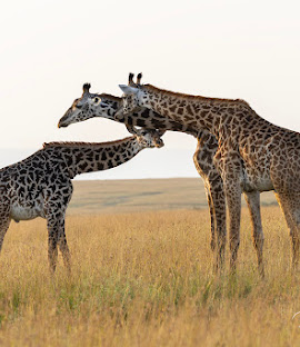 Giraffes