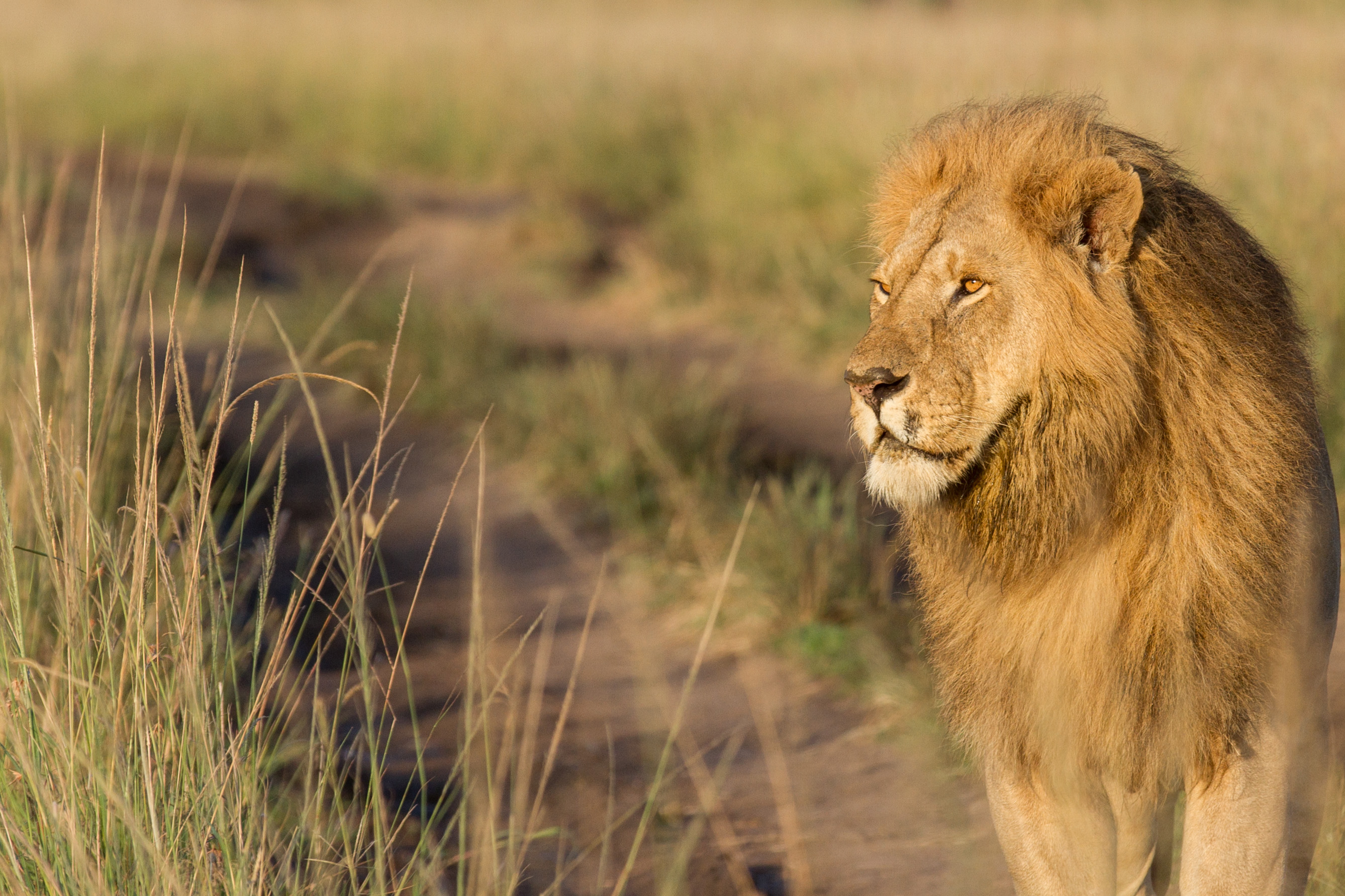 Maasai Mara Safari Guide: Best Time to Visit, Wildlife & Top Tips