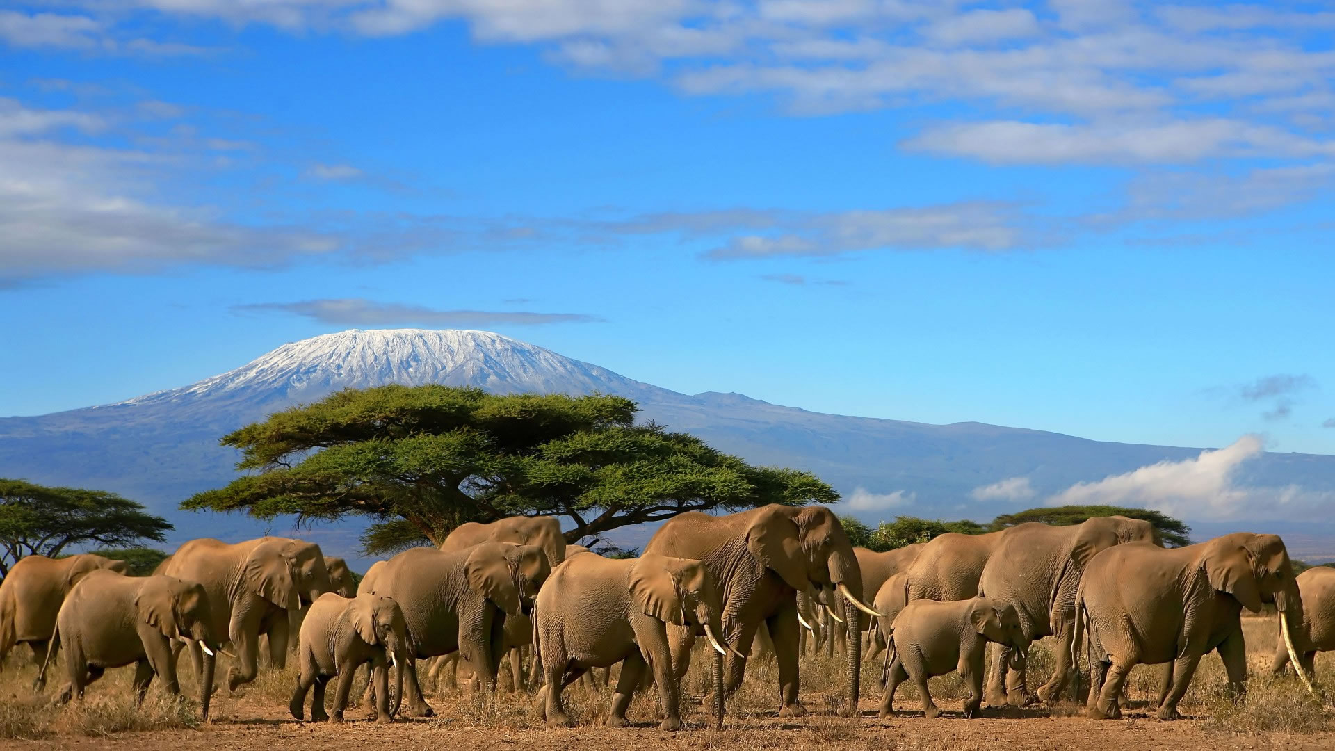 15 Fascinating Elephant Facts (And Why Amboseli Is the Best Place to See Them)