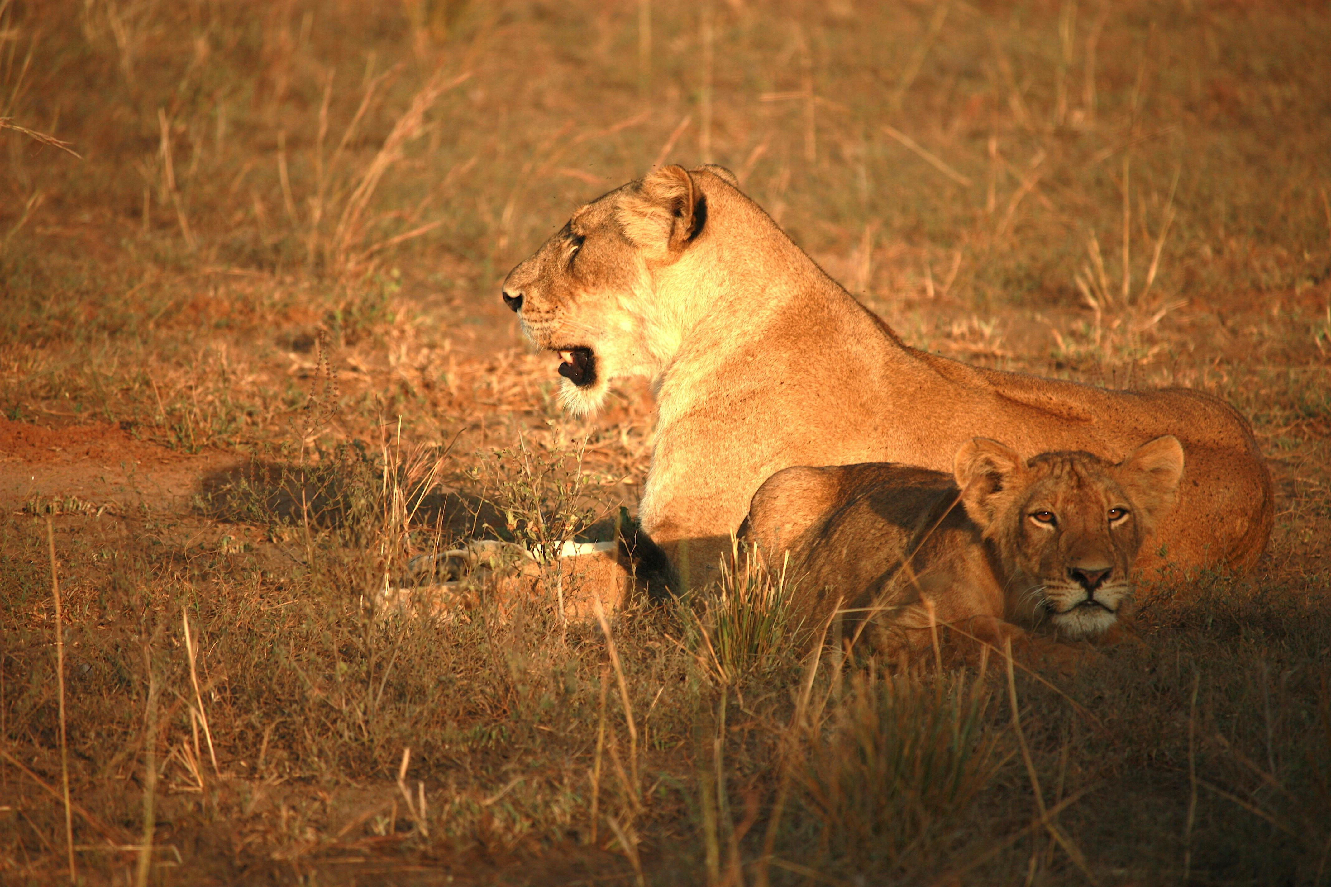 Maasai Mara National Reserve