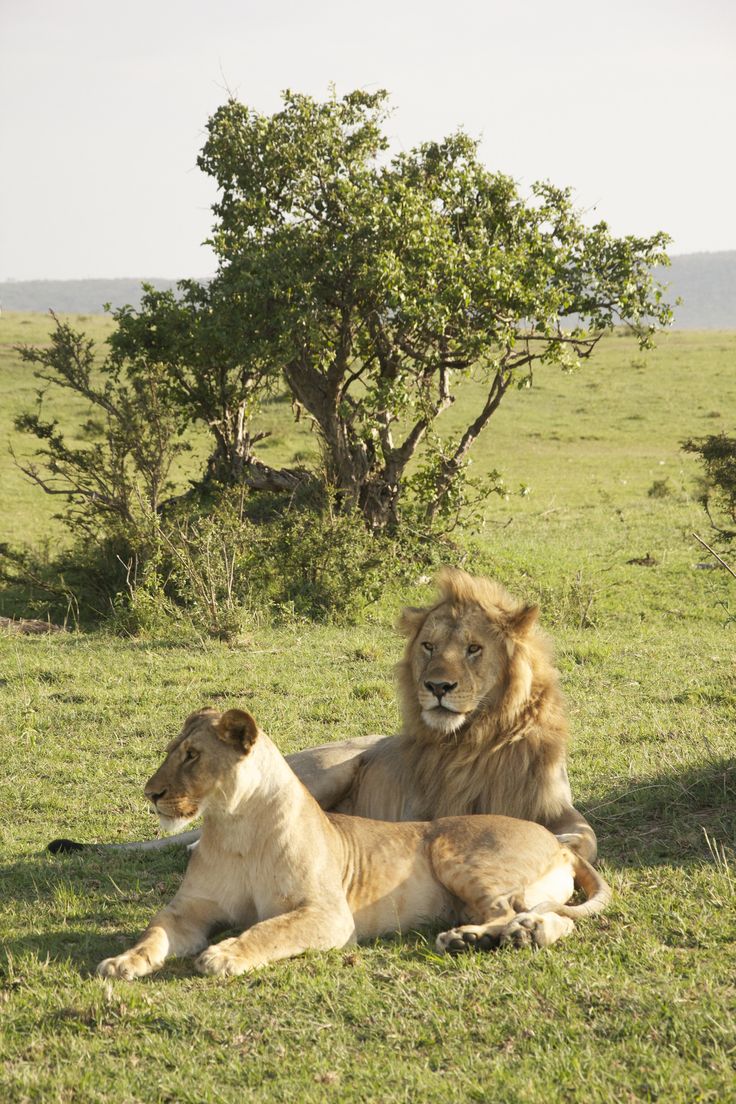 Big 5 image 7