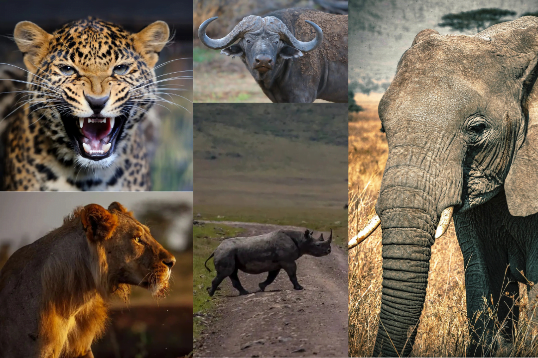 Big 5