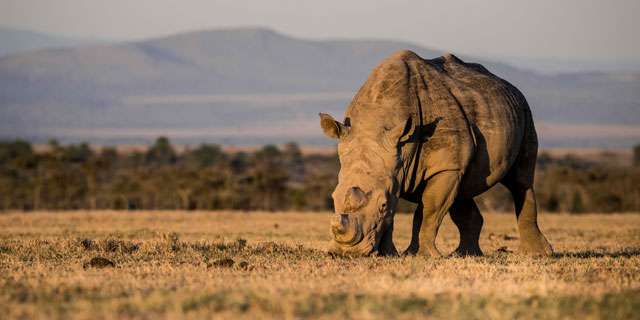 Kenya"s Big Five