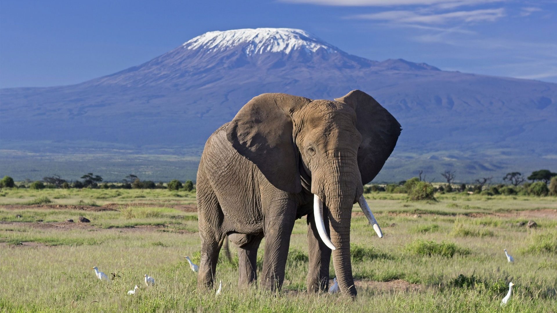Kenya"s Big Five