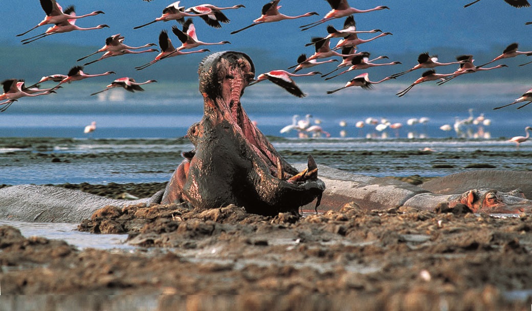 Lake Nakuru & Maasai Mara Group Joining Safari