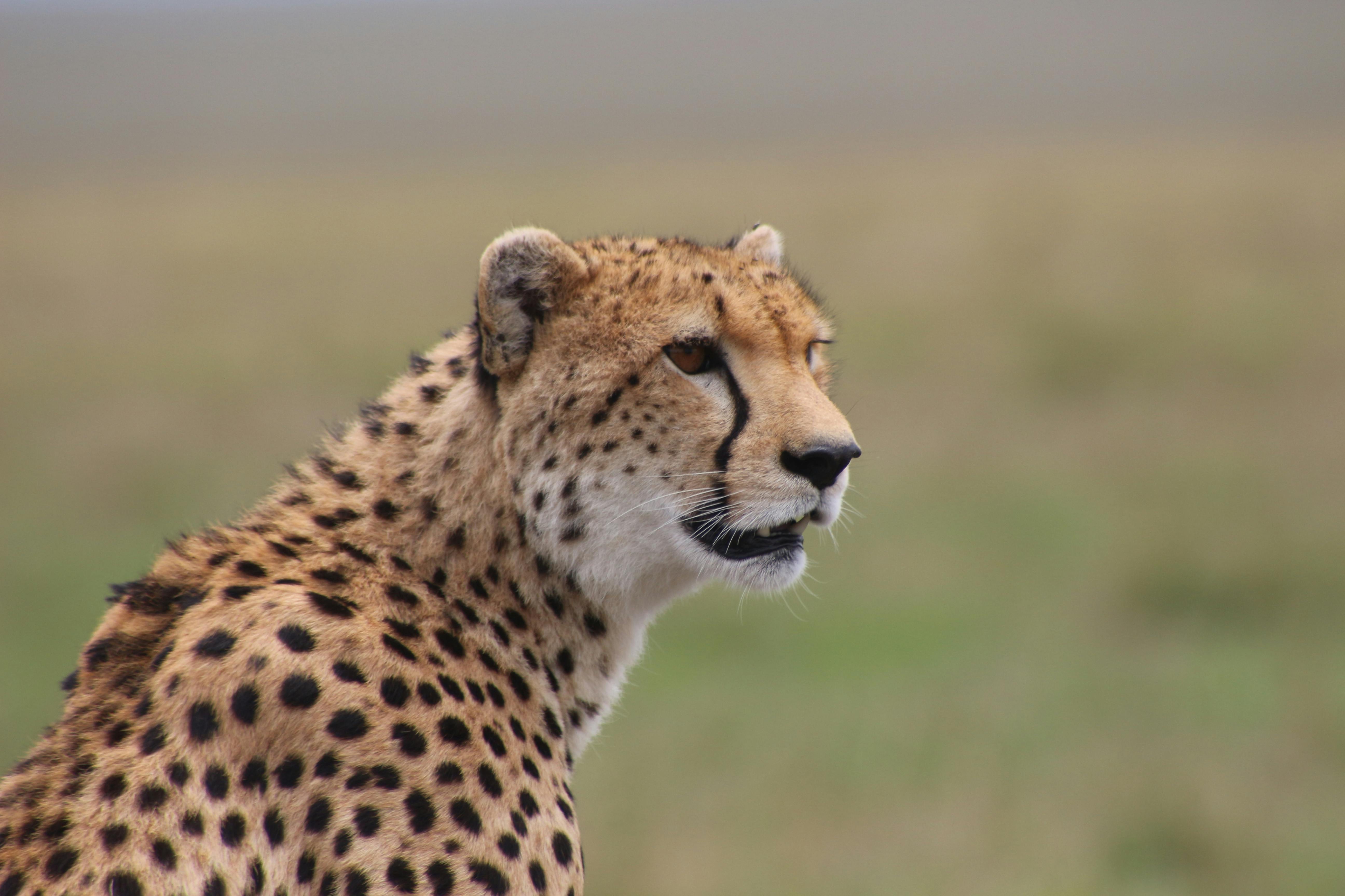 3-Day Masai Mara Budget Safari