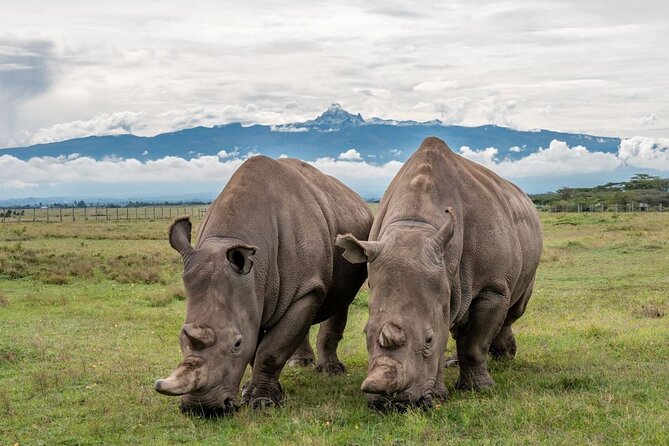 9 Day Kenya Wildlife Safari
