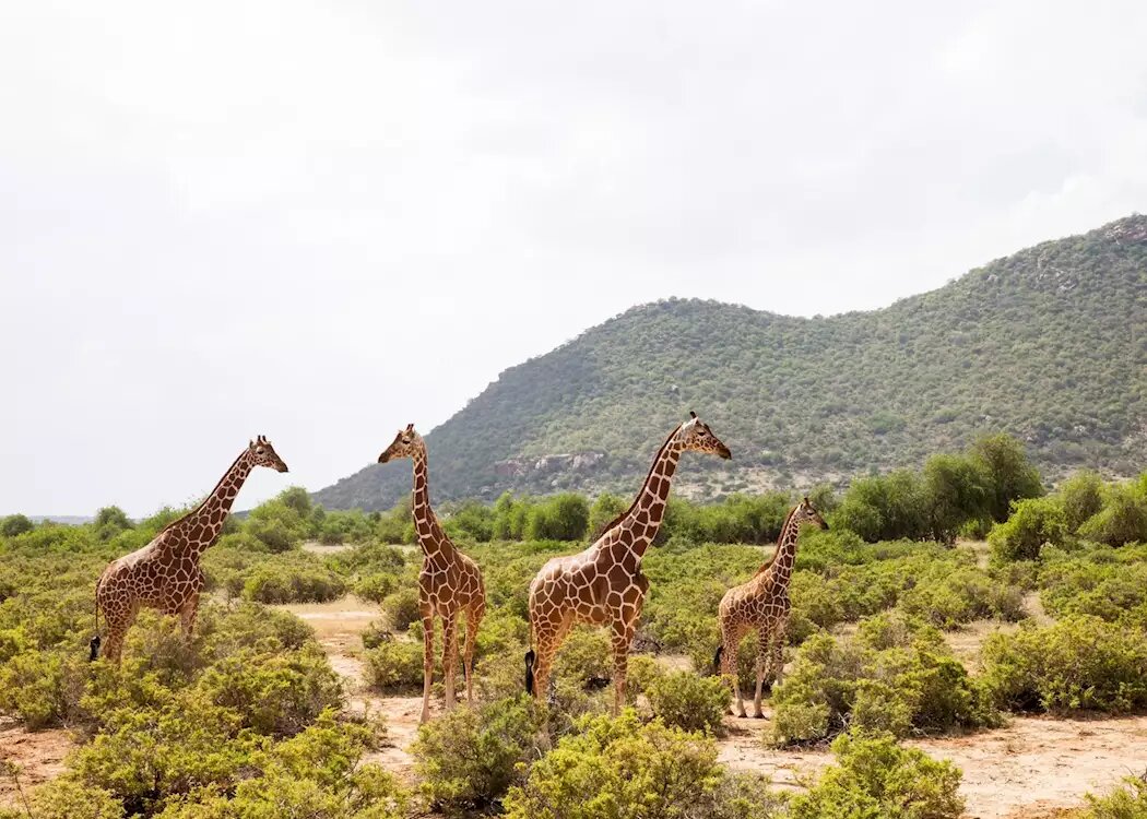 Samburu , Ol Pejeta and Lake Nakuru Private Safari
