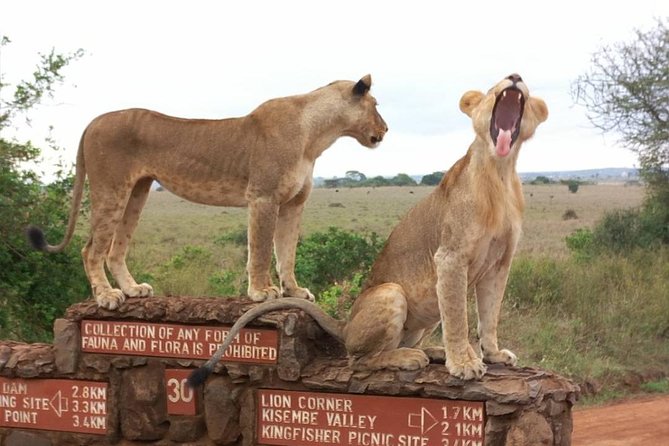 Nairobi, Lake Nakuru and Olpejeta Safari