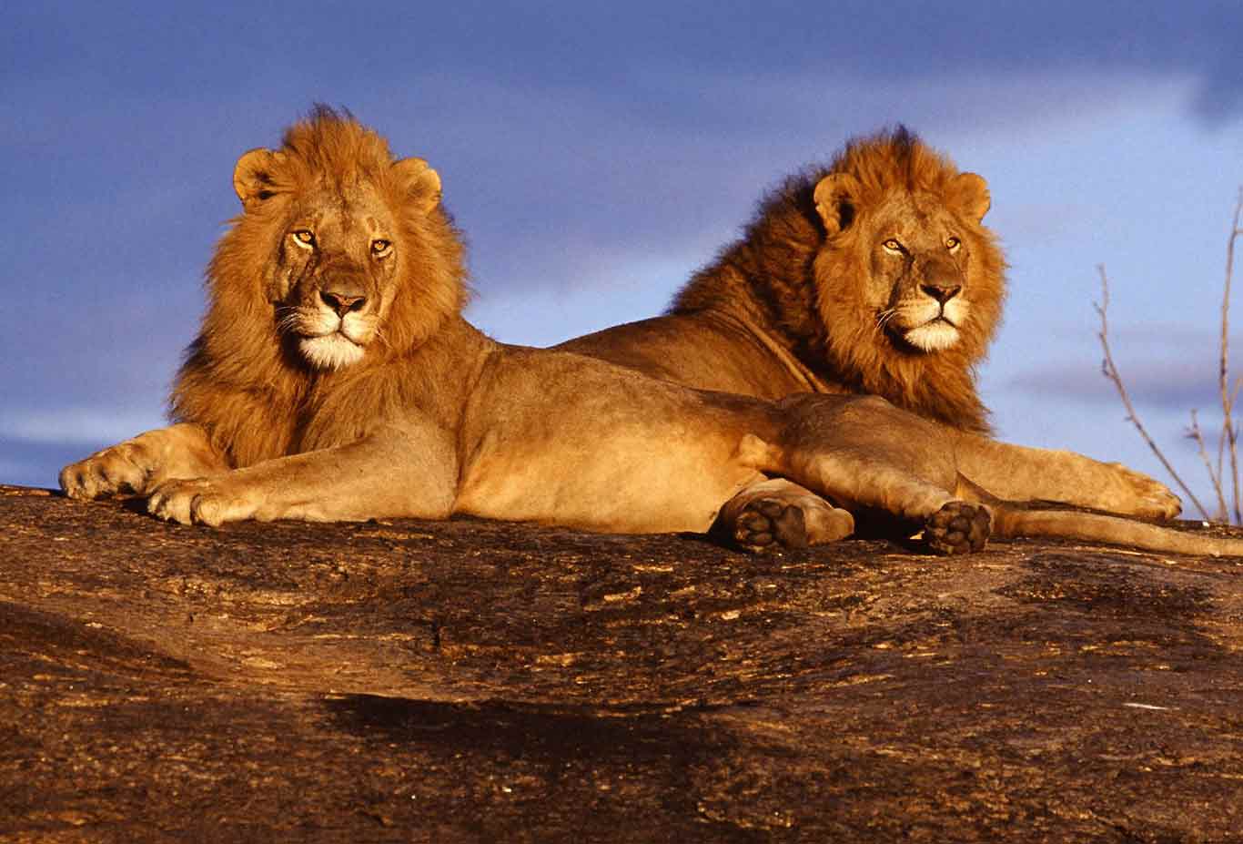 7-Day Amboseli, Tsavo & Taita Hills Safari | Kenya Wildlife Tou