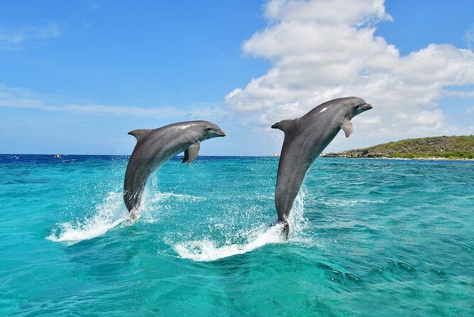 Wasini Island & Kisite Marine Snorkeling Tour | Dolphin Watching from Mombasa & Diani